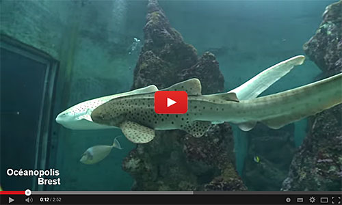 Naissance d'un requin zèbre à Océanopolis Brest.