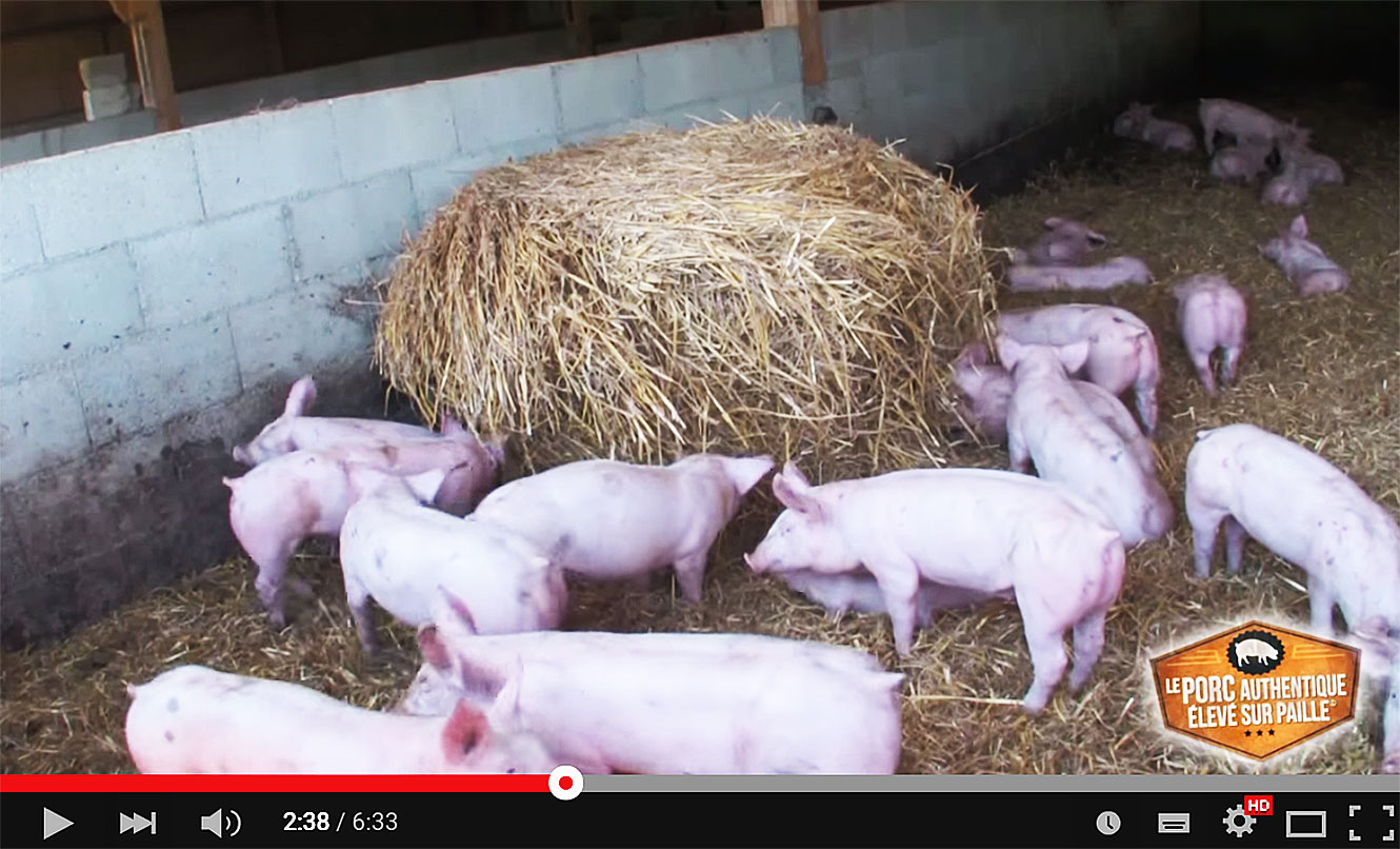 Le porc authentique élevé sur paille.