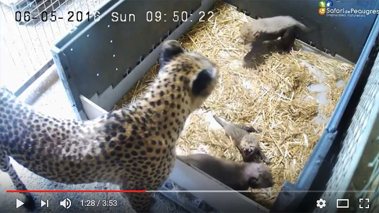 Bébé guépard sauvé par sa mère adoptive.
