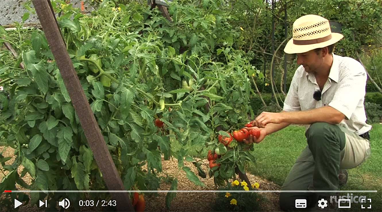 Le goût de la tomate