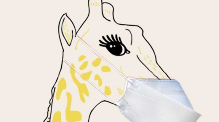 La première girafe à poser les sabots en France.