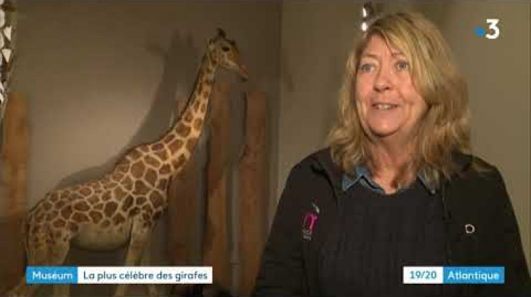 La célèbre girafe est arrivée au Muséum d'Histoire Naturelle de La Rochelle en 1931.