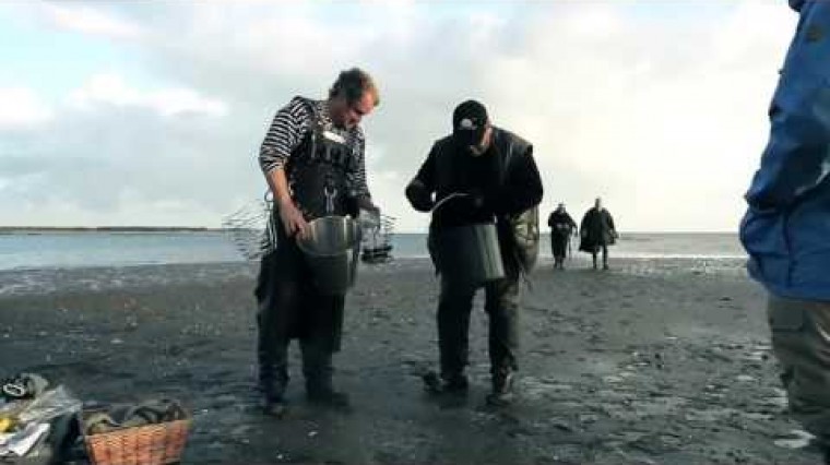 Ce safari consiste à marcher à travers des vasières à la recherche de délicieuses huîtres du Pacifique. Les huîtres ont été introduites à l'origine dans les années 1970 et, en raison des eaux plus chaudes du nord de l'Europe ces dernières années, elles sont maintenant en abondance.