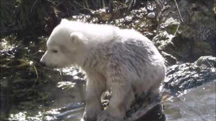 Premiers pas du Bébé ours polaire Finja.