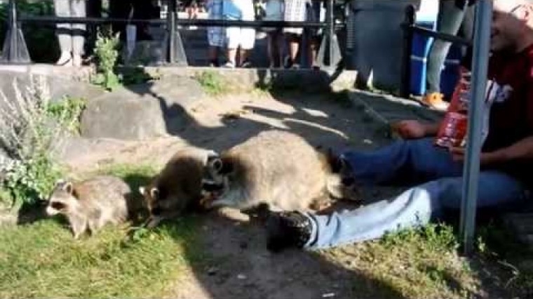 Il ne faut pas les nourrir... mais ils ont faim !