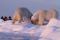 Découvrez nos croisières arctique en image : ours blancs, morses, glaciers, banquise...