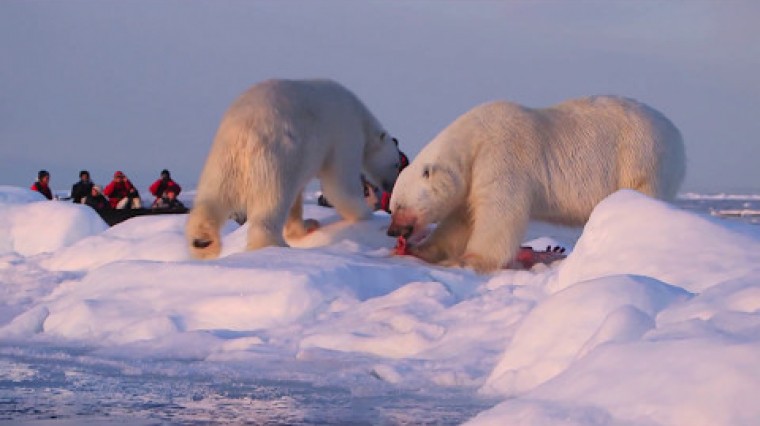 Découvrez nos croisières arctique en image : ours blancs, morses, glaciers, banquise...